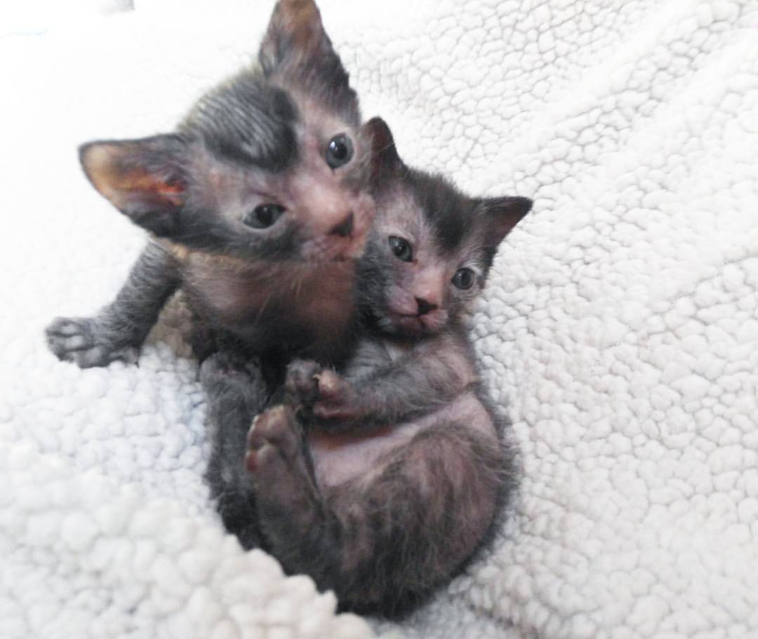 lykoi cat for sale