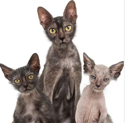 lykoi cats for sale